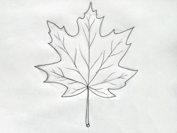 Рисование кленового листа