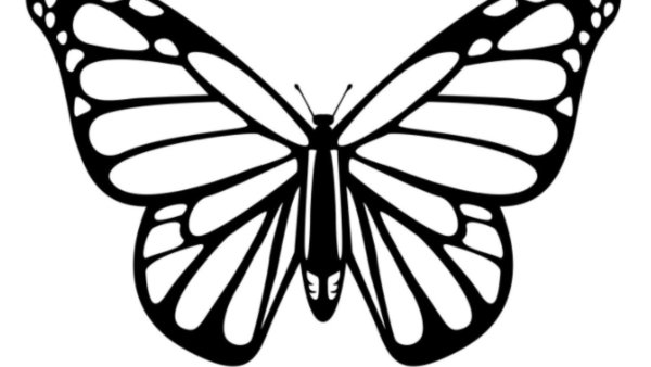 Бабочки для срисовки