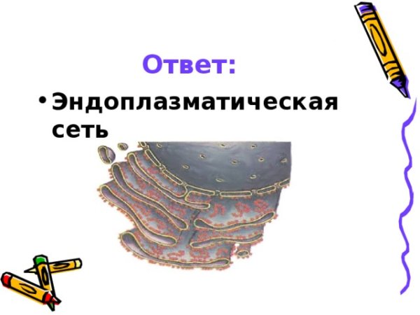 Эндоплазматическая сеть рисунок карандашом