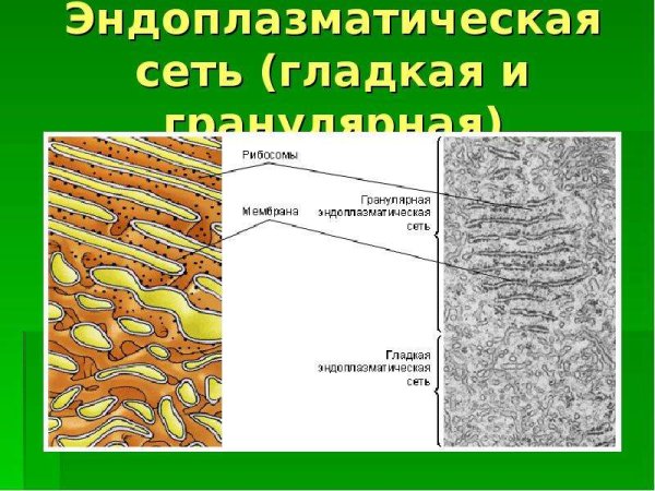 Схема аппарата Гольджи клетки