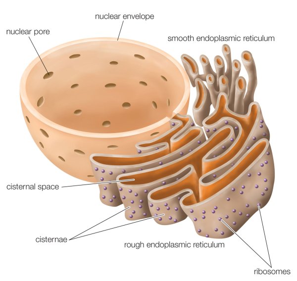 Аппарат Гольджи в клетке