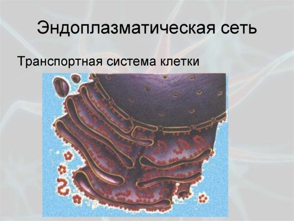 Rough endoplasmic reticulum