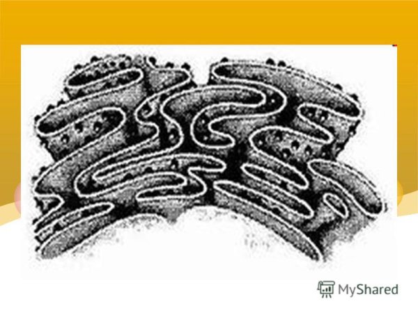 Схема строения аппарата Гольджи