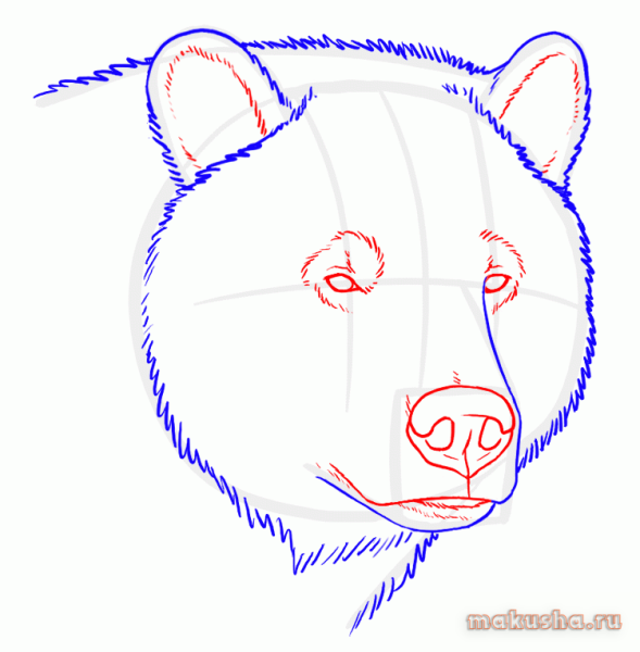 Рисование морды медведя