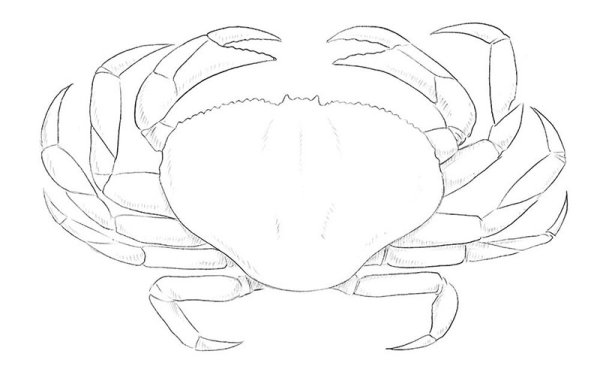 Краб рисование пошаговое