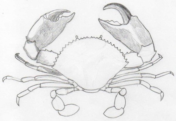 Поэтапное рисование краба