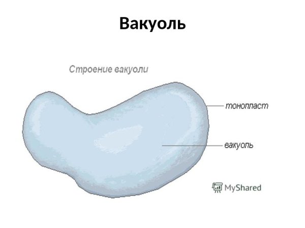 Строение вакуоли в клетке
