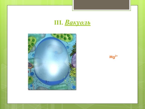 Вакуоль картинка