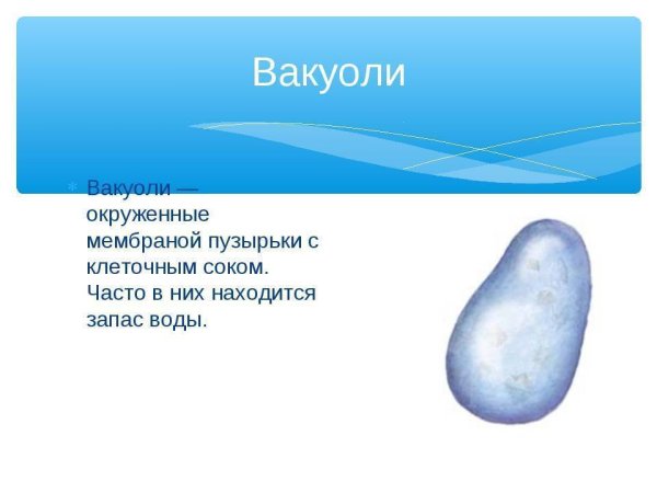 Вакуоль строение рисунок