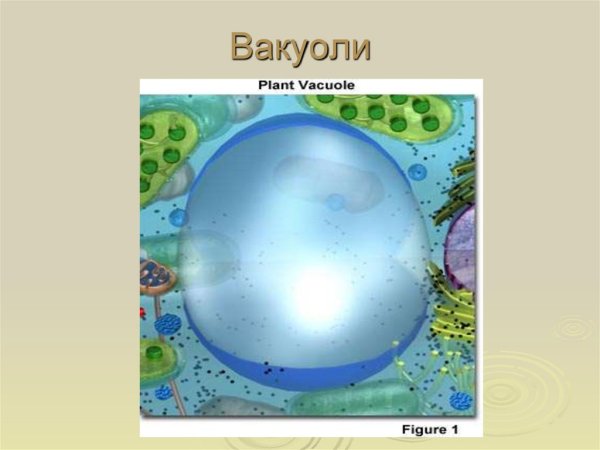 Вакуоль рисунок биология