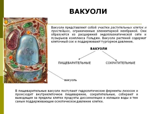 Вакуоль растительной клетки