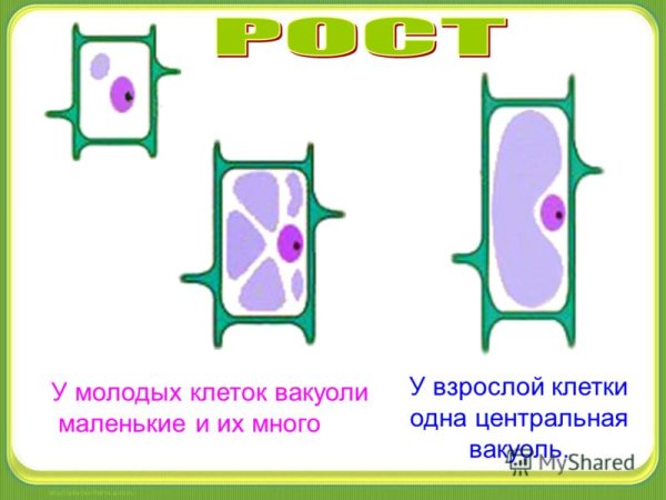 Строение вакуоли 5 класс биология