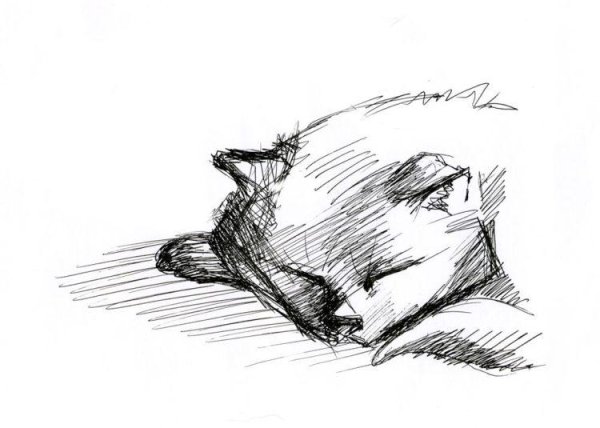 Наброски животных