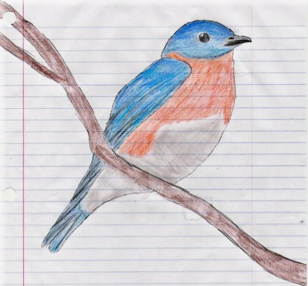 Рисование птиц 4 класс