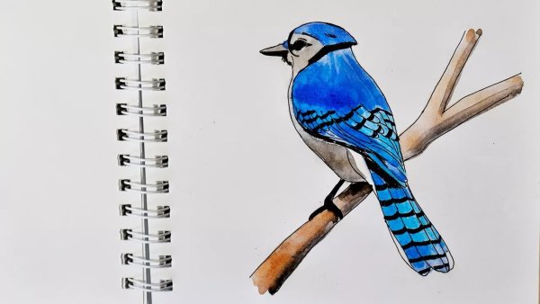 Рисование красивая птичка