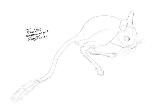 Поэтапное рисование тушканчика