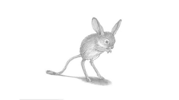 Тушканчик рисунок