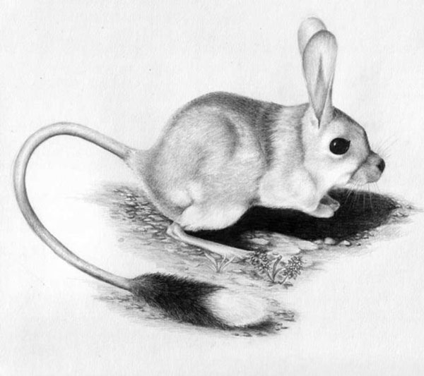 Тушканчик карандашом