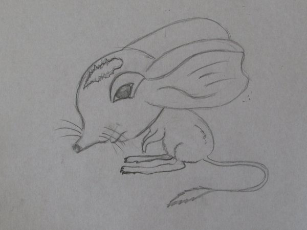 Поэтапное рисование тушканчика