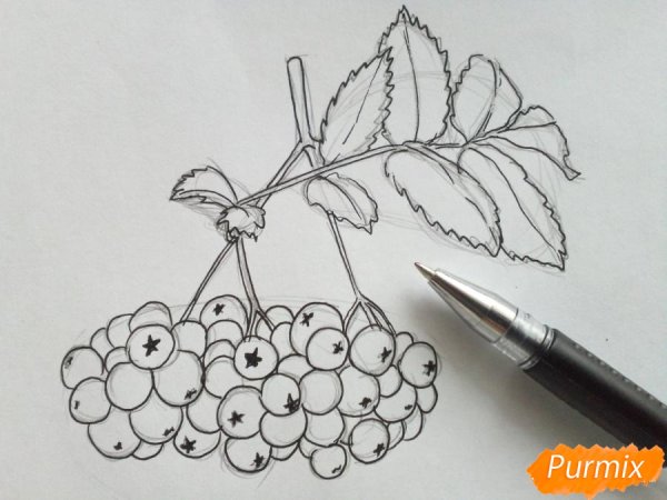 Кисть рябины раскраска