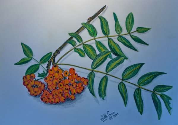 Рябина дерево рисунок