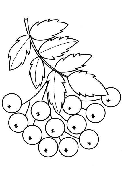 Рябина рисунок