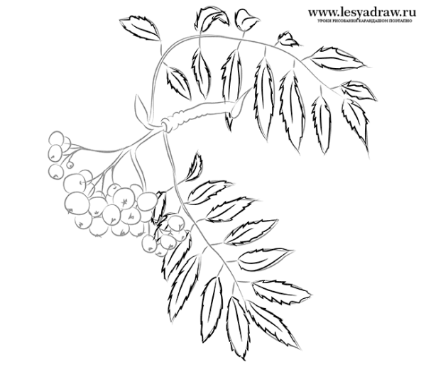 Кисть Рябинки гроздь Калинки