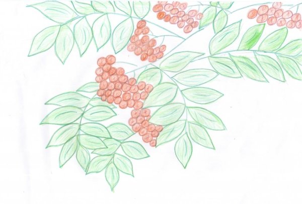 Веточка рябины рисование