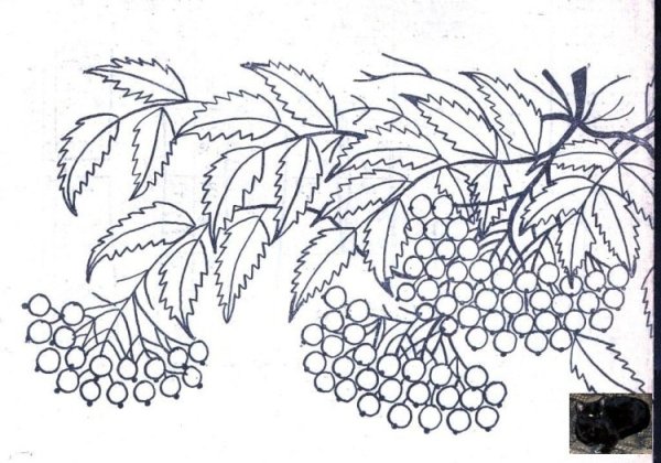 Веточка рябины раскраска без ягод