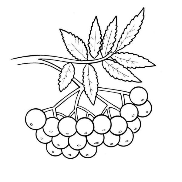 Рисование в средней группе на тему кисть Рябинки гроздь Калинки