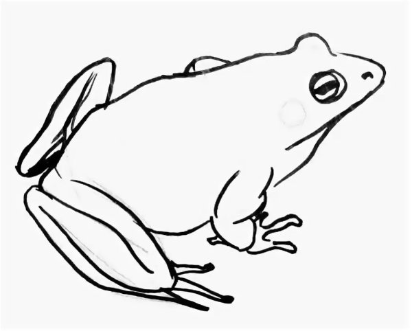 Лягушка карандашом для детей
