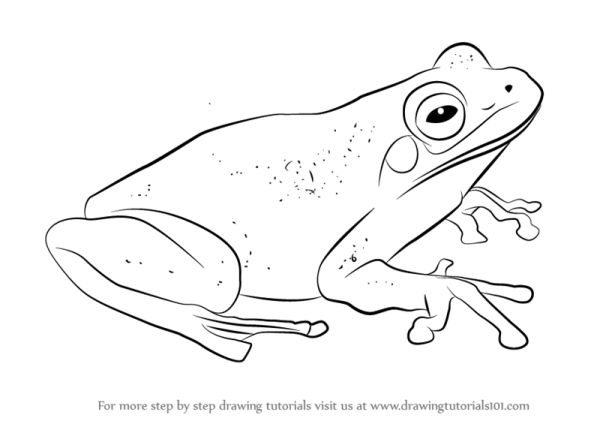 Лягушка рисунок карандашом