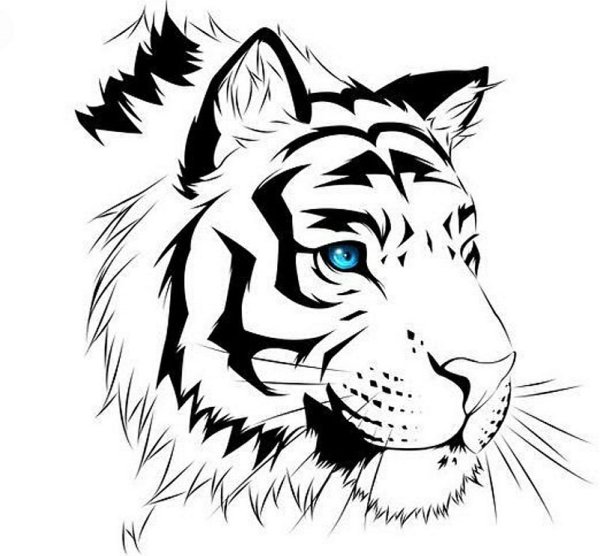 Рисунок тигра сбоку карандашом