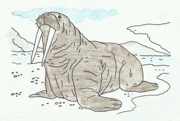 Морж раскраска для детей