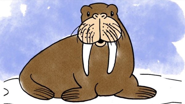 Рисование с детьми морж