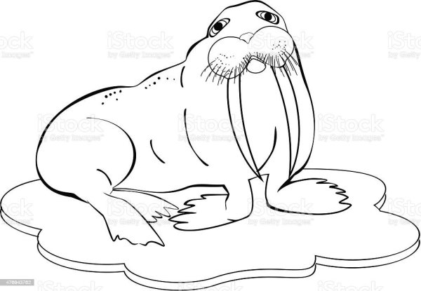 Поэтапное рисование моржа