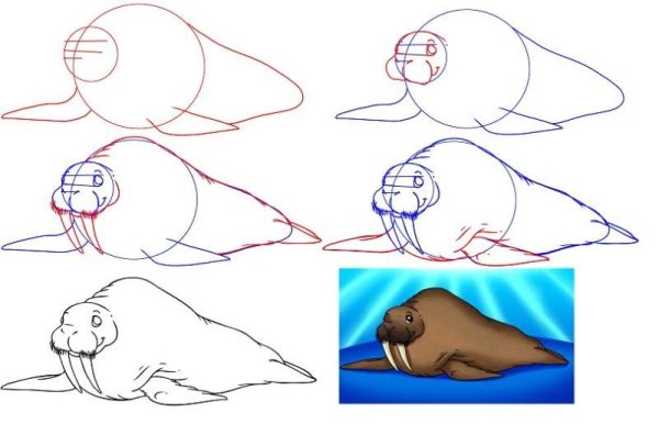 Морж пошаговое рисование