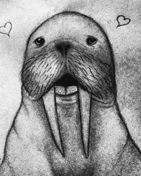 Морж раскраска