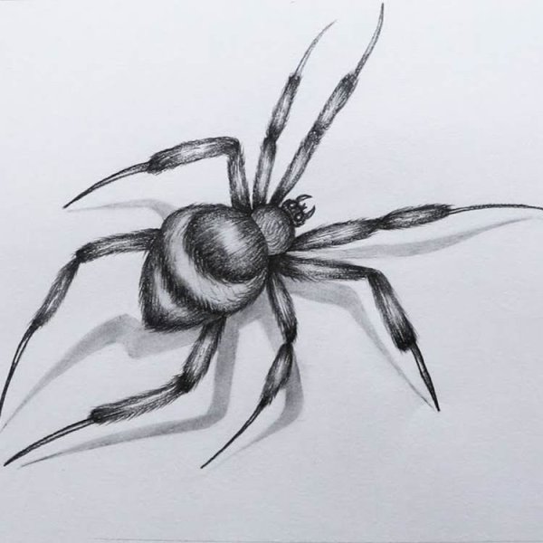 Нарисовать паука карандашом