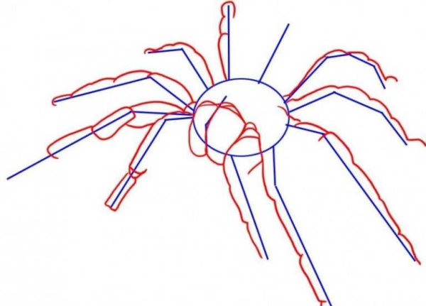 Картинки пауков для срисовки