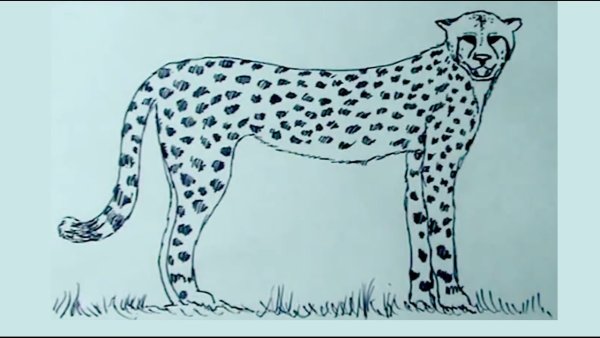 Гепард для срисовки