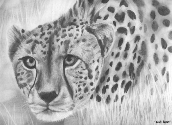 Гепард для рисования