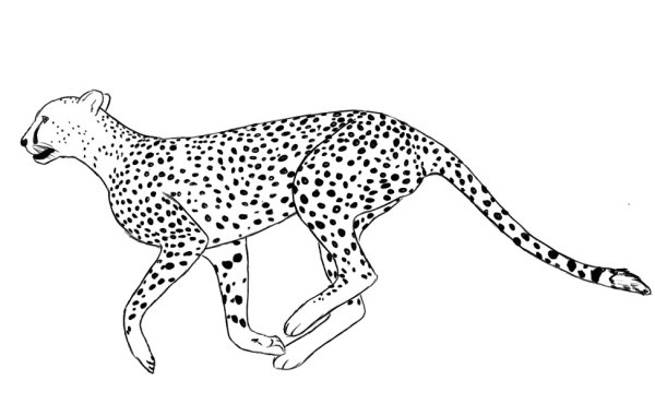 Леопард раскраска для детей