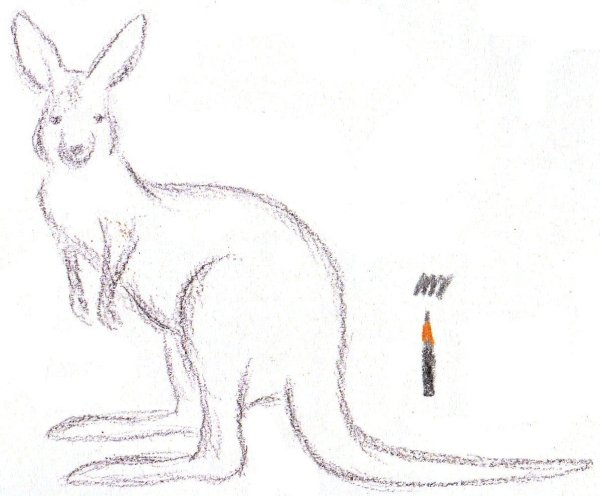 Кенгуру рисунок карандашом