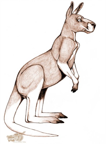 Кенгуру рисунок поэтапно