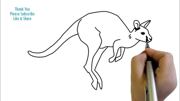 Kangaroo drawing for Kids