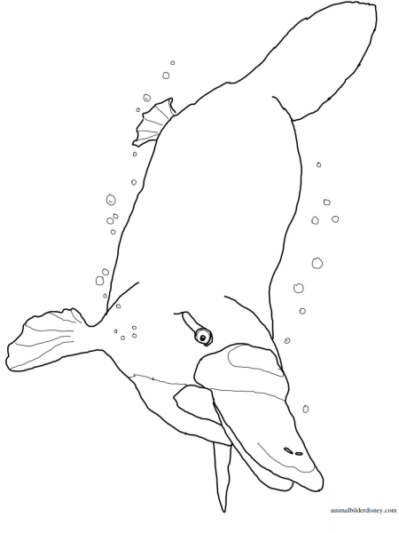 Утконос эскиз