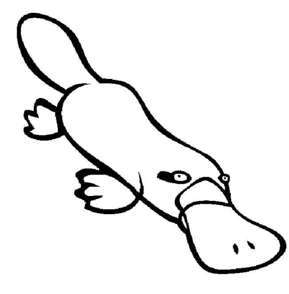 Утконос раскраска