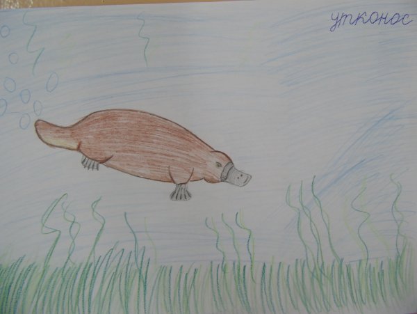 Уроки рисования утконоса