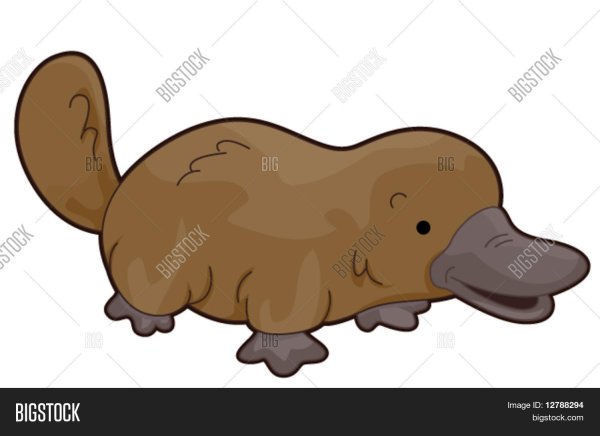 Утконос раскраска